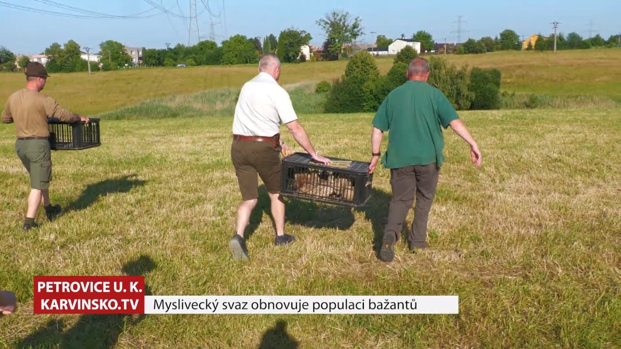 Myslivecký svaz obnovuje populaci bažantů 